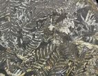 Wide Fossil Seed Fern Plate - Pennsylvania #51155-1